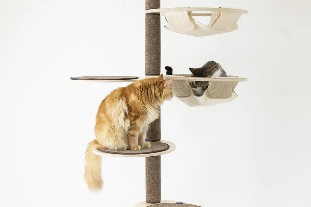 Orange Maine Coon and Silver tabby sitting on Katpole cat tree with hammocks, platforms, and scratch carpets