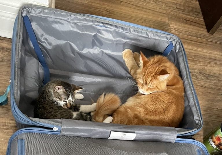 Two cats, one orange and one tabby, sleeping together in an open blue suitcase on a wooden floor, capturing a cozy moment for pet lovers.