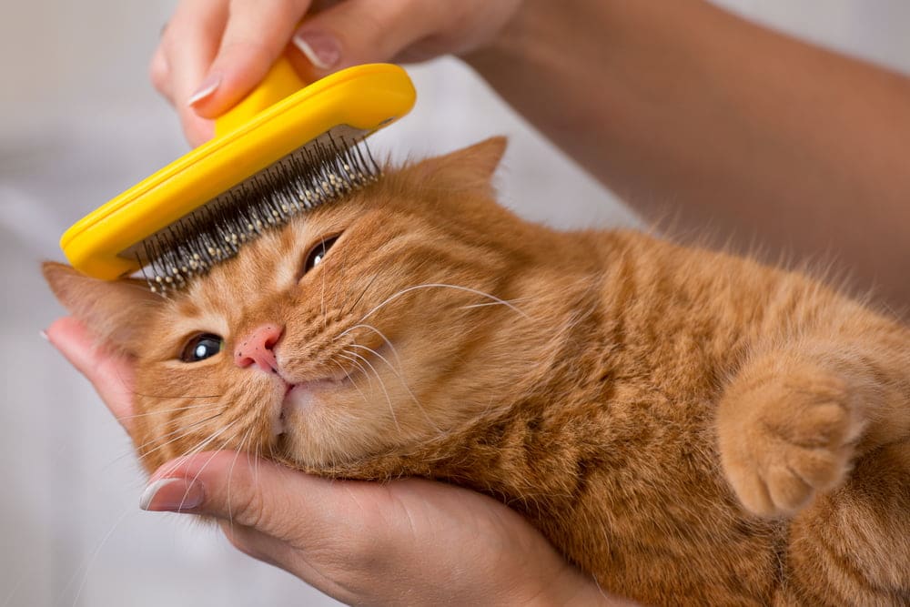 orange tabby having his head brushed or combed