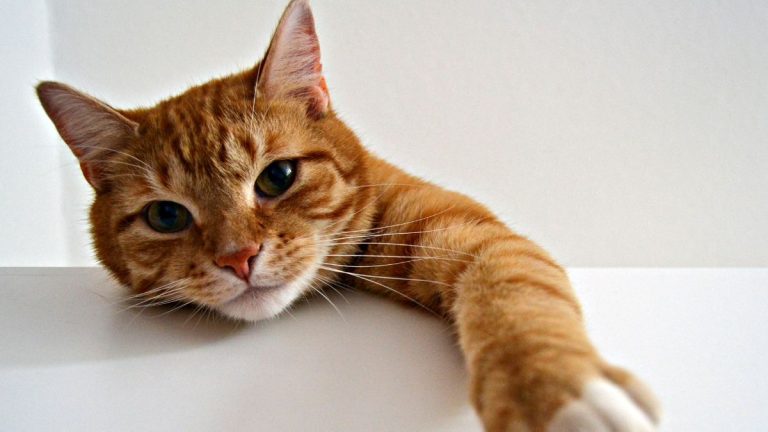 friendly cat