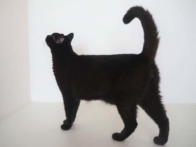 고양이 꼬리언어 3