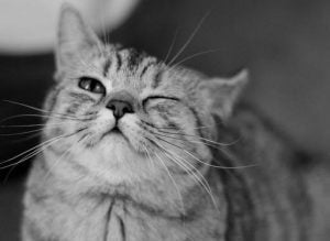 Black and white close-up of a tabby cat winking with one eye closed and a content expression on its face.