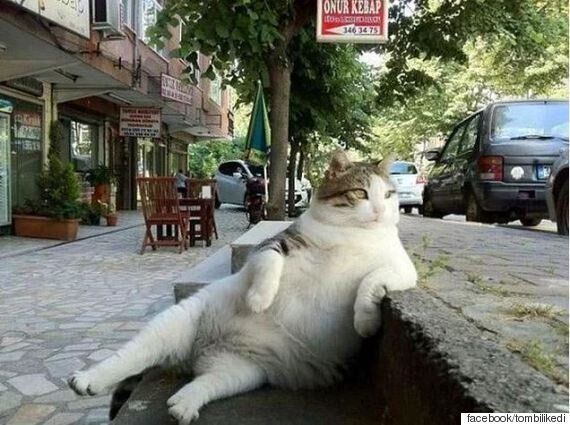 이스탄불 고양이