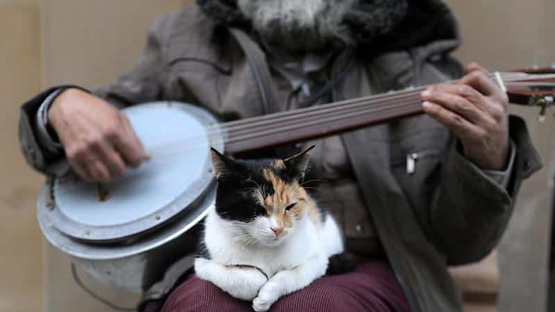 cat sleeping on the lap of a banjo player in Istanbul, turkey