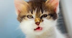cat smell citrus face