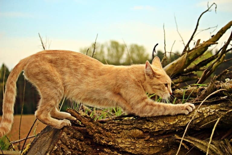 orange cat scratching a tree trunk outside