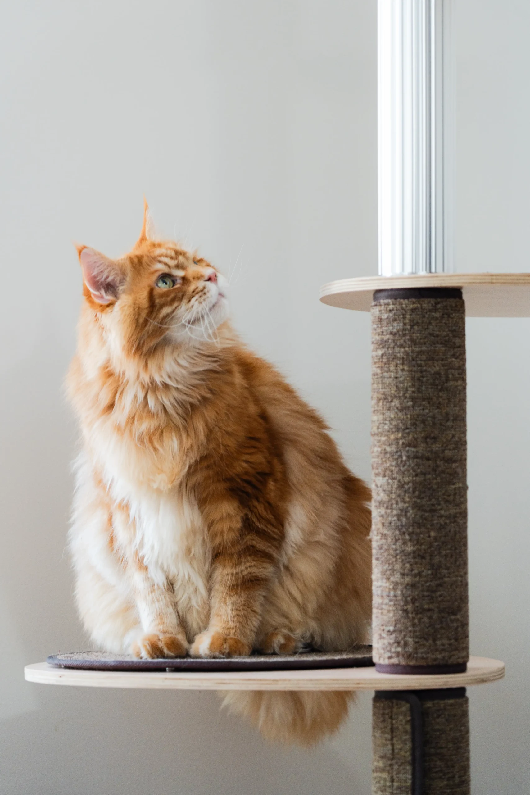 Orange Maine Coon sitting on a cat tree platform made of wood and scratch carpets and aluminum