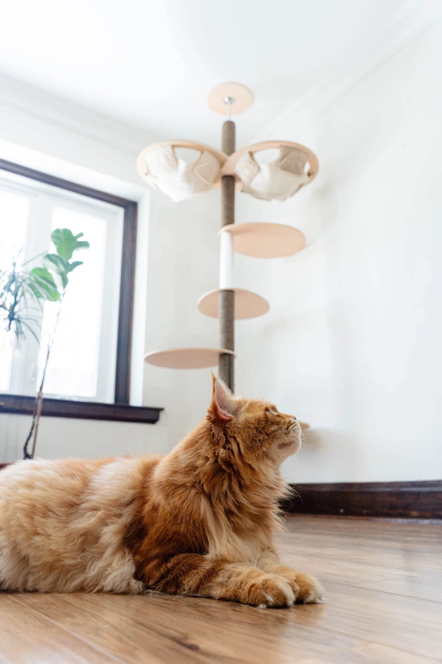 Orange Maine Coon cat lying on a wooden floor with a cat tower in the background made of wood, metal, and suede canvas