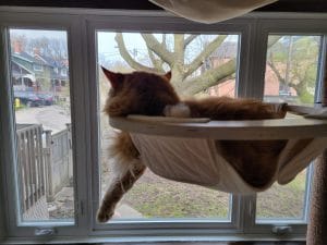 Orange Maine Coon cat sleeping in a cat tree hammock, watching out the window during Fall.