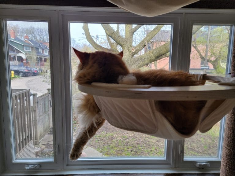 Orange Maine Coon cat sleeping in a cat tree hammock, watching out the window during Fall.