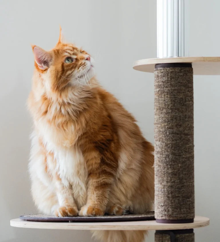 Orange Maine Coon sitting on a platform of the best cat tree for large cats, which is made of wood and scratch carpets and aluminum