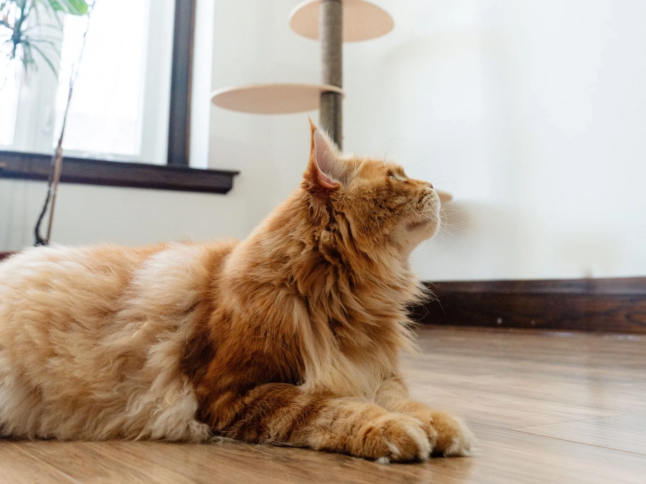 Orange Maine Coon lying on a wooden floor
