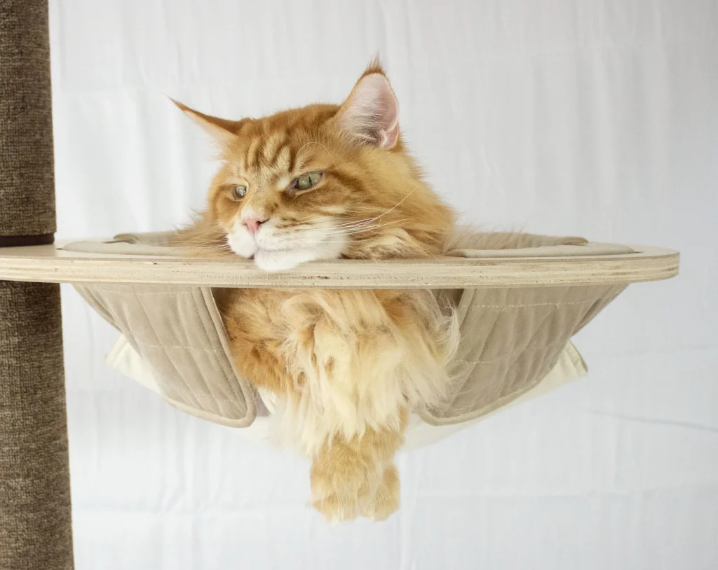 Orange Maine Coon lying in a cat tree hammock