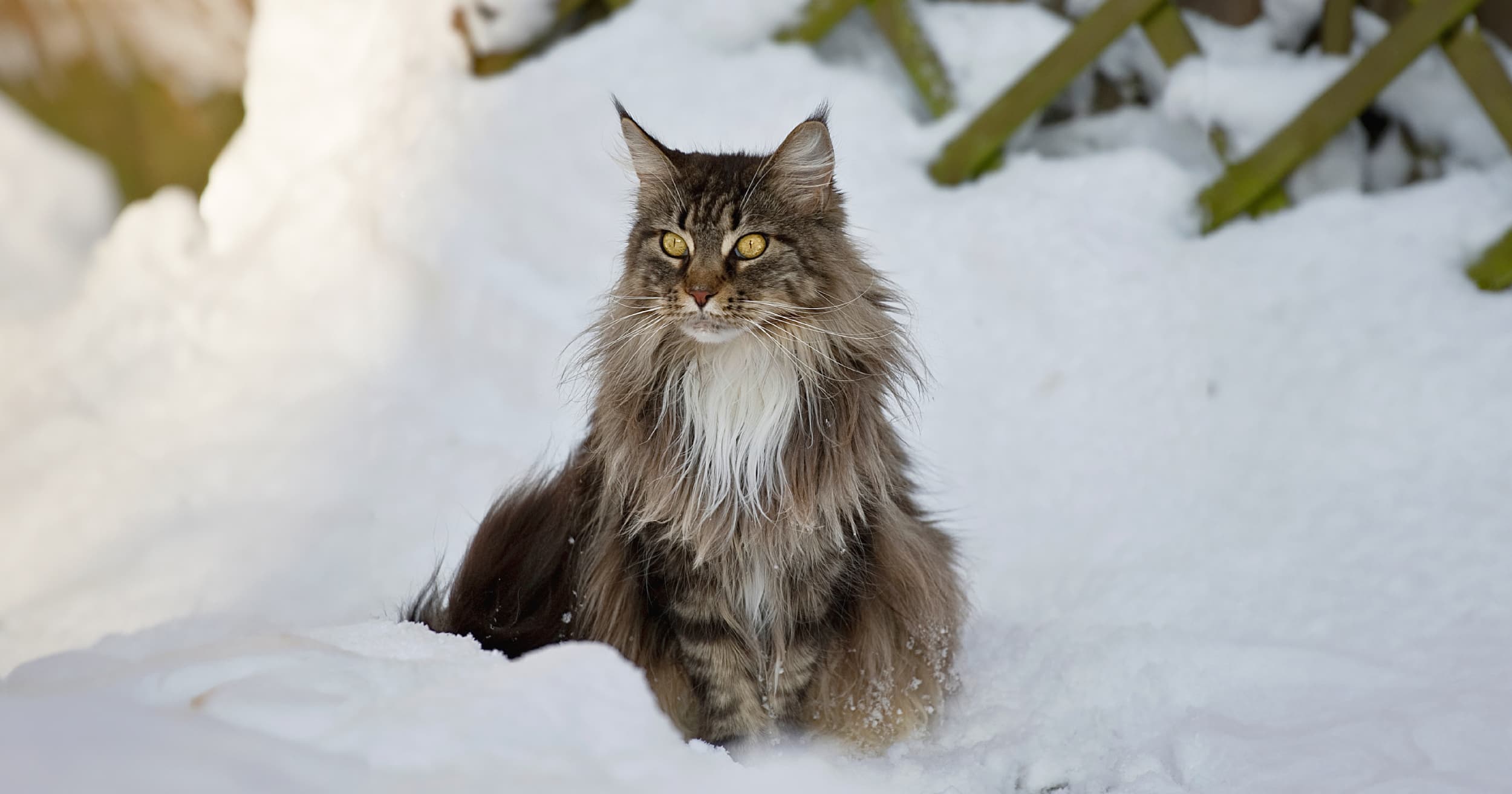 maine coon sitting outside in snow