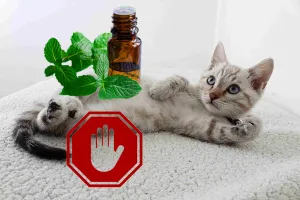 cat with peppermint essential oil is not safe