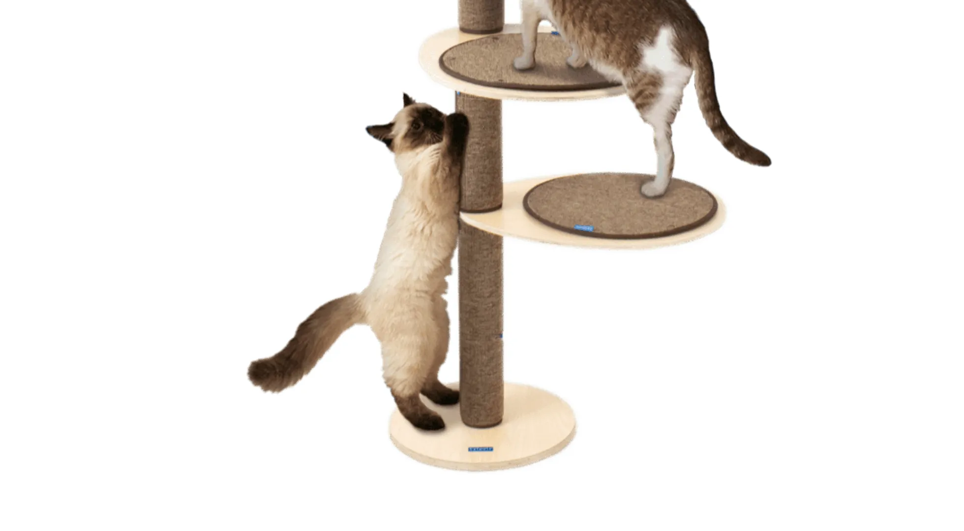 cat stretching to scratch